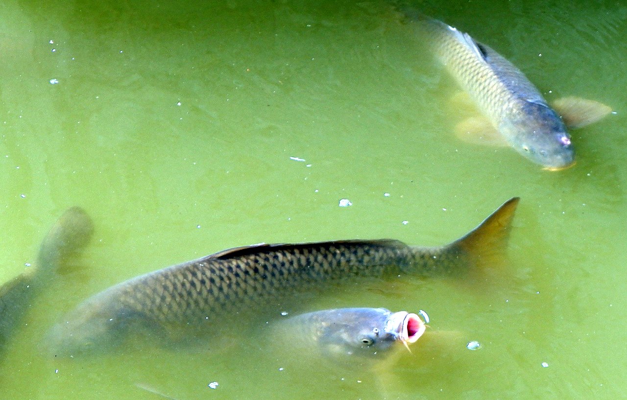DSCF3268.jpg