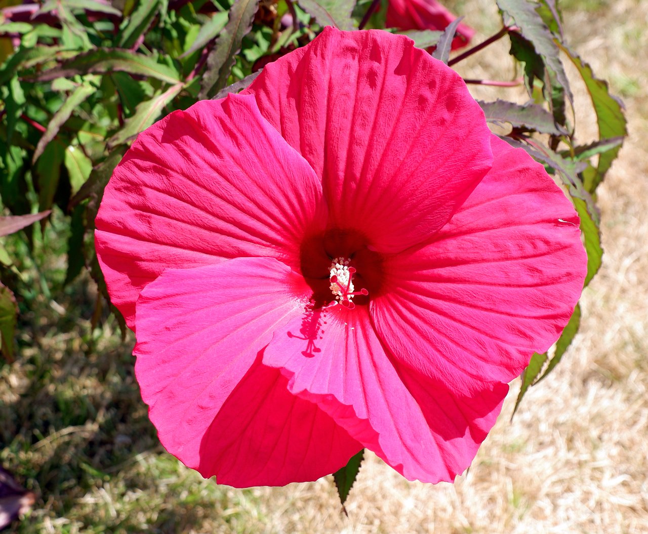 DSCF0997.jpg