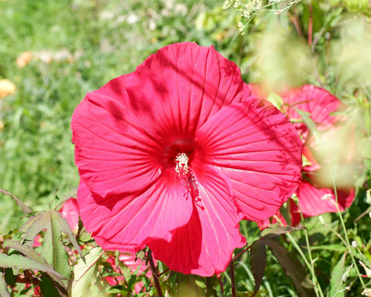 DSCF0998.jpg