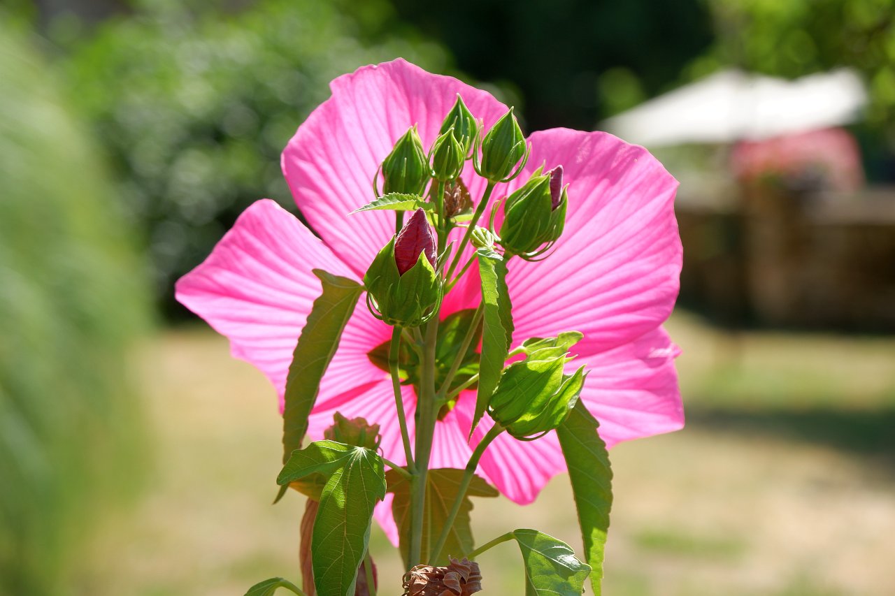 DSCF1001.jpg