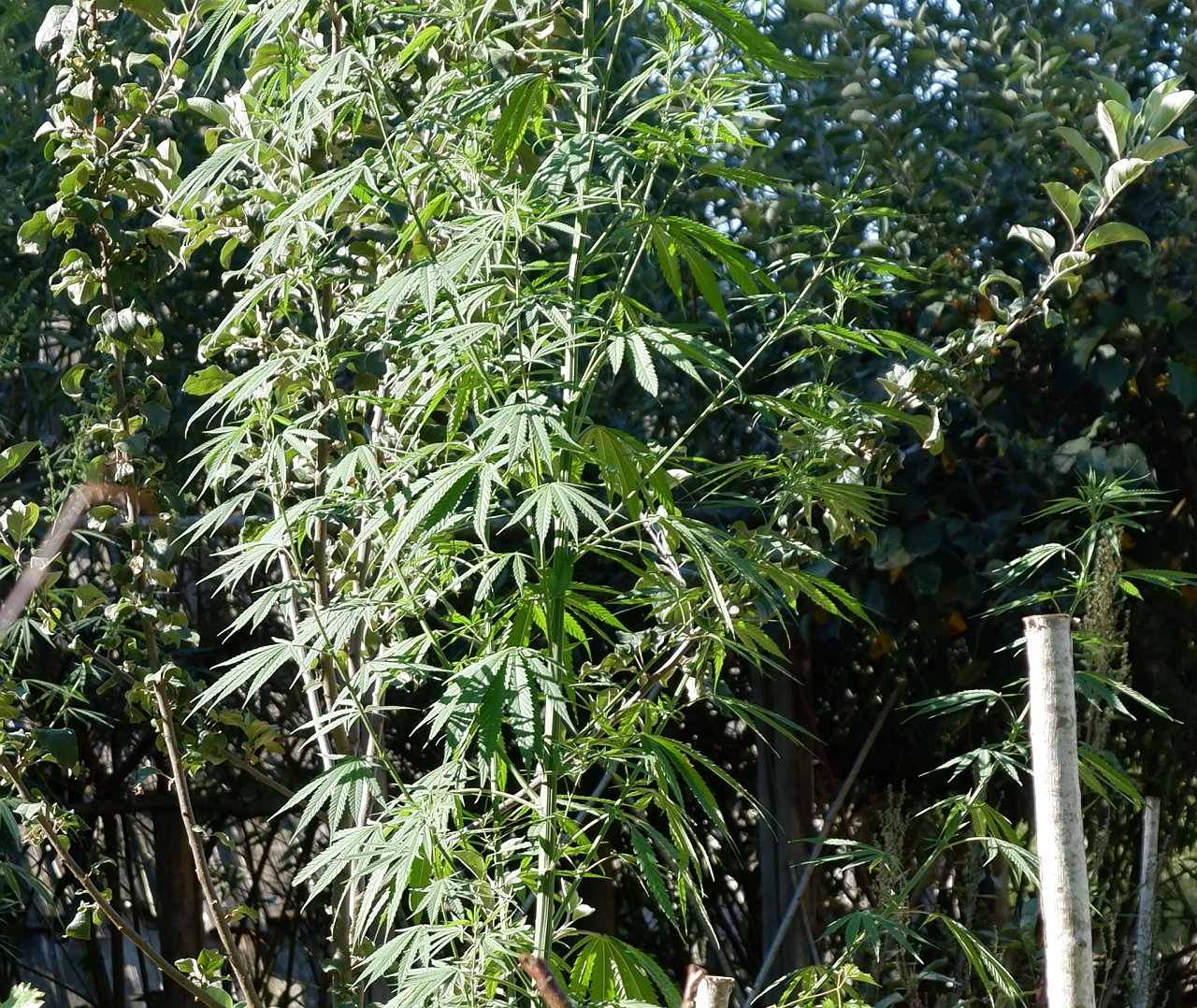 DSCF1346.jpg