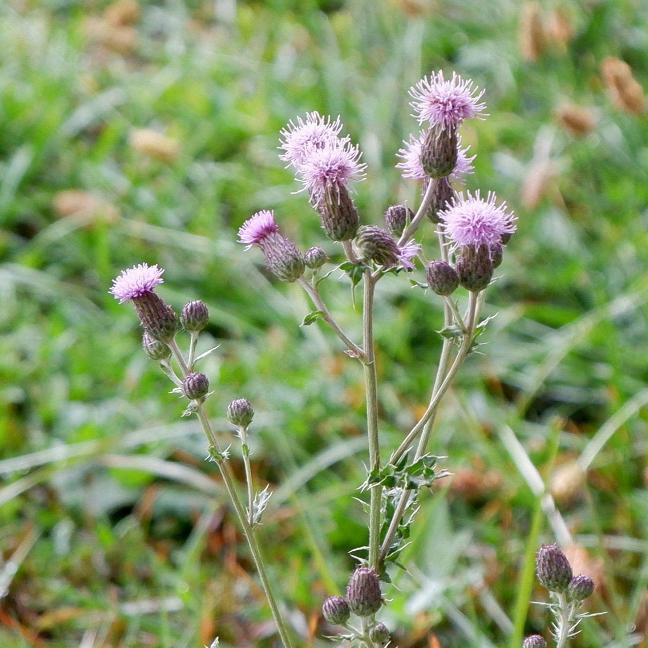 7-DSCF1599.jpg