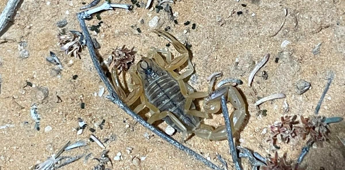 20250420-200001-scorpion.jpg